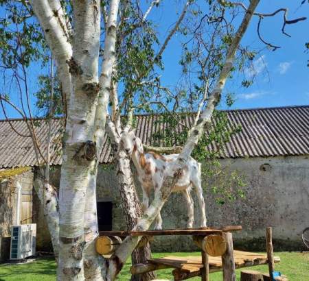 ᐃ DU VIEUX VERGER *** : Camping Frankrijk Bretagne